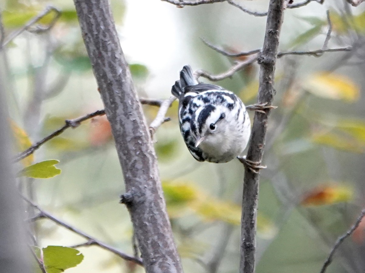 Black-and-white Warbler - ML486053031
