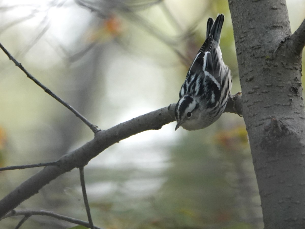 Black-and-white Warbler - ML486053141