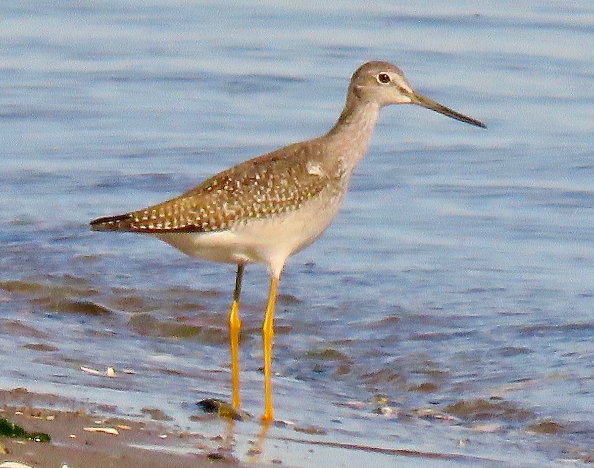 Greater Yellowlegs - ML486054301