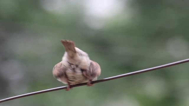 House Sparrow - ML486054481