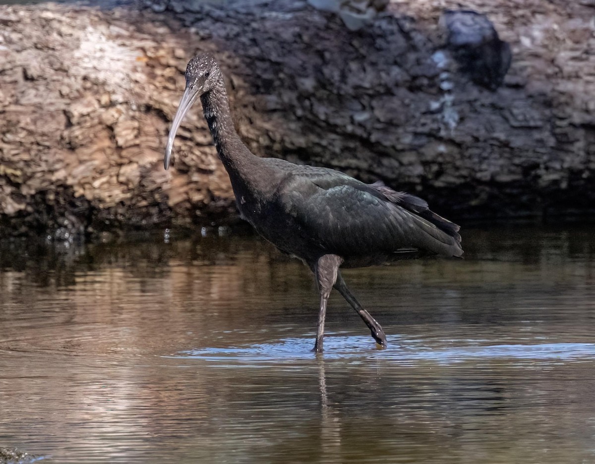 ibis hnědý - ML486054981