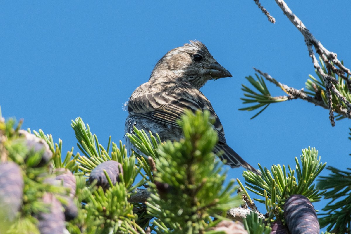 Cassin's Finch - ML486055001