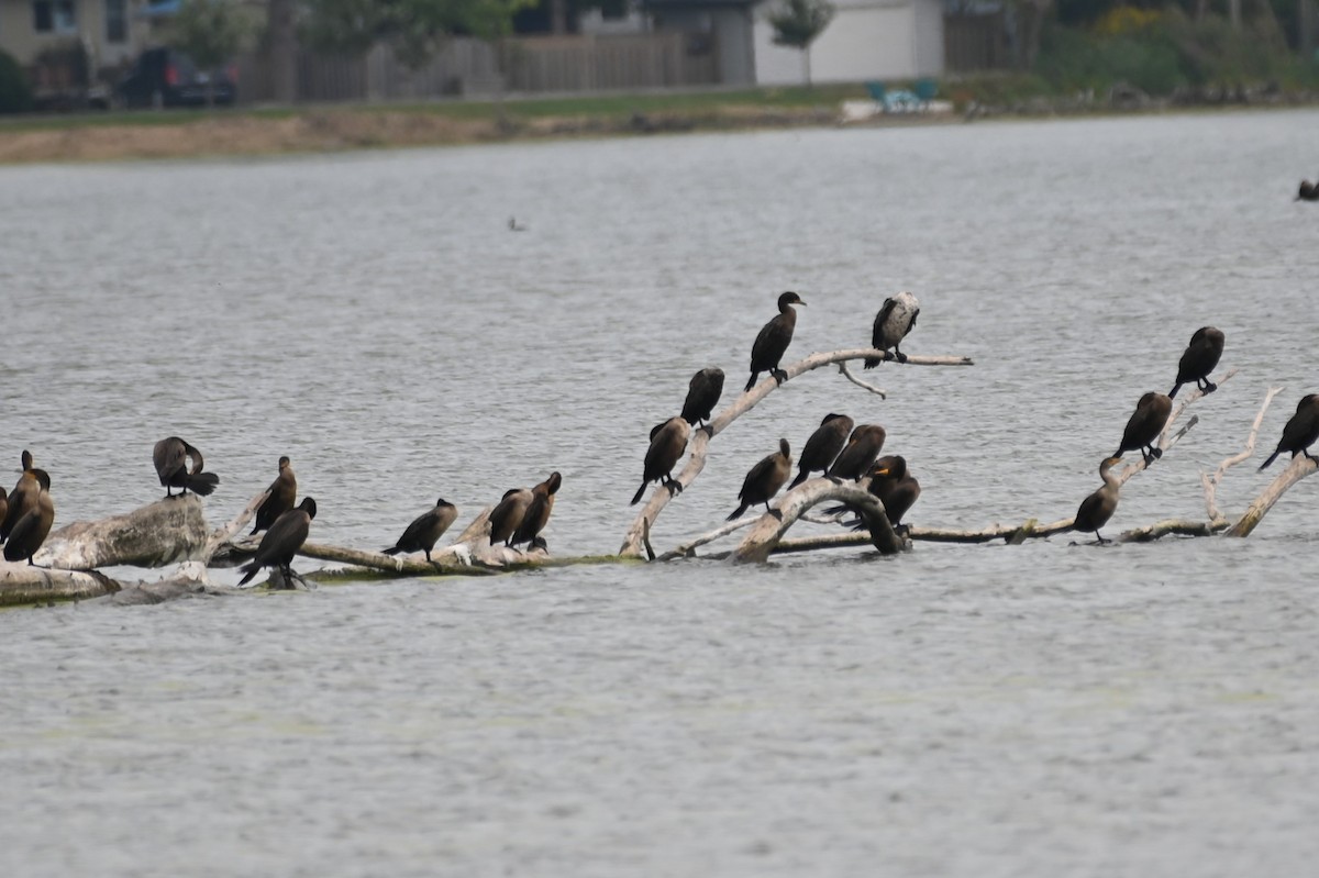 Cormoran à aigrettes - ML486056331