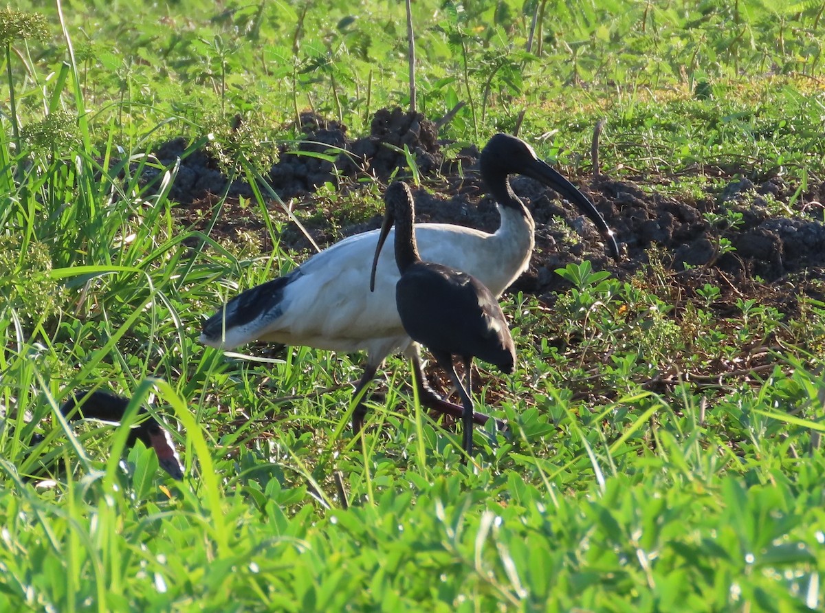 ibis australský - ML486056571