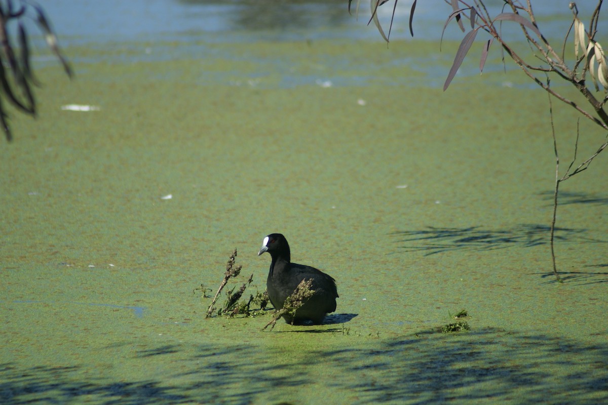 Eurasian Coot - ML486056681