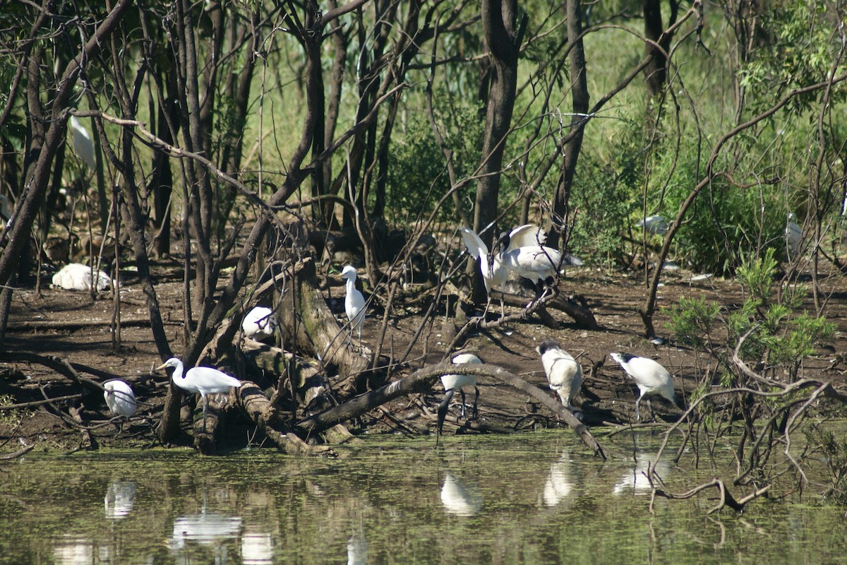 Ibis à cou noir - ML486057051