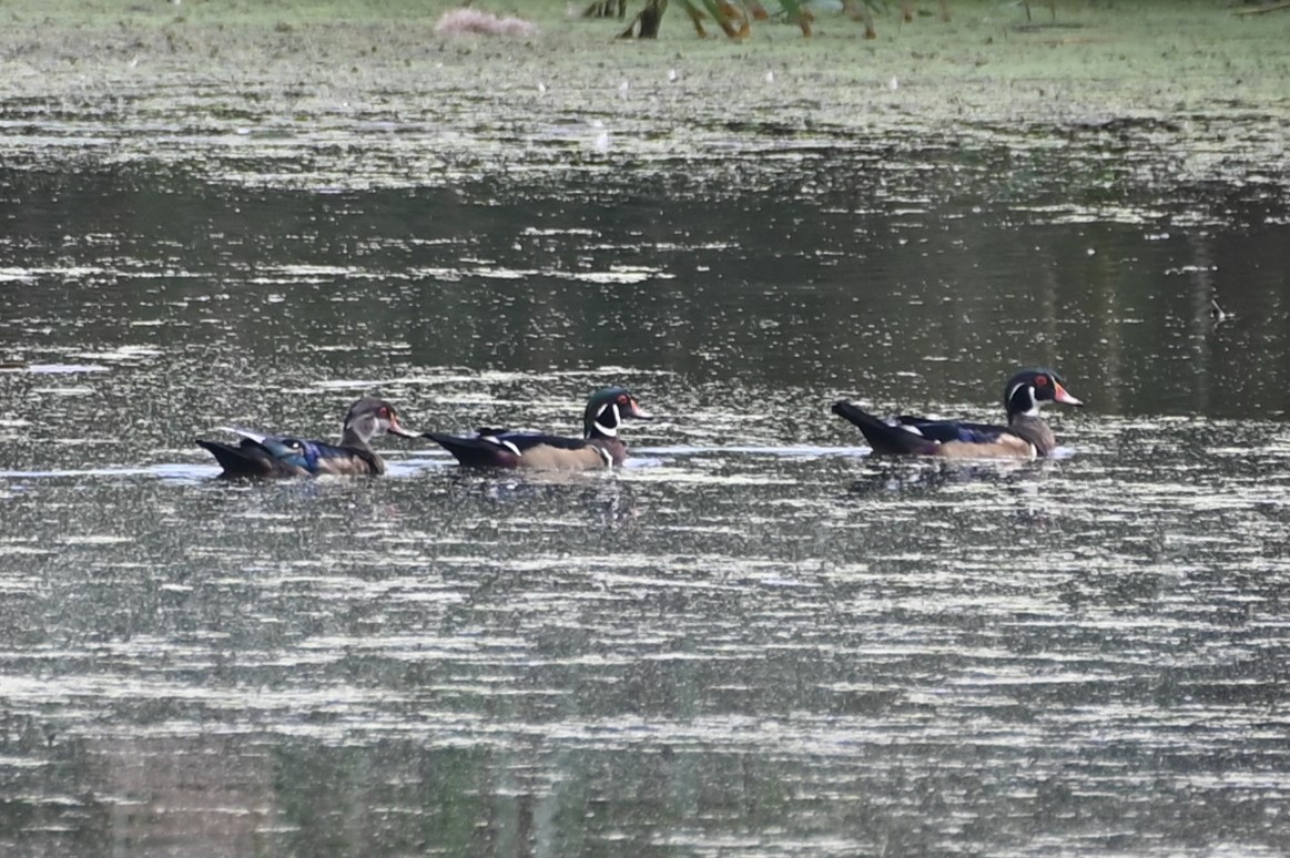 Wood Duck - ML486057481