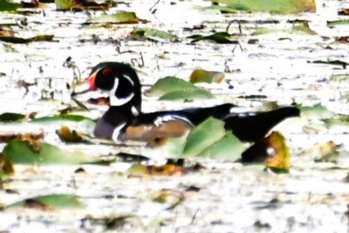 Wood Duck - ML486057491