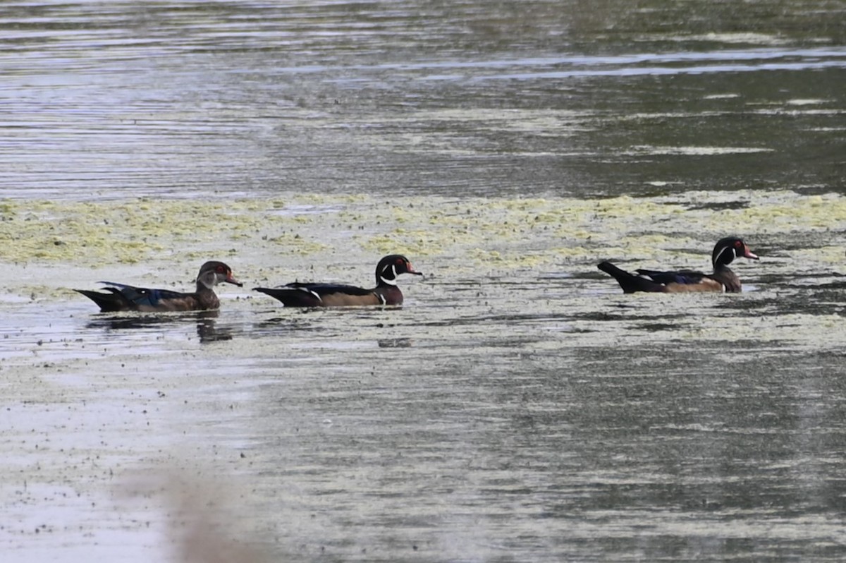 Wood Duck - ML486057501