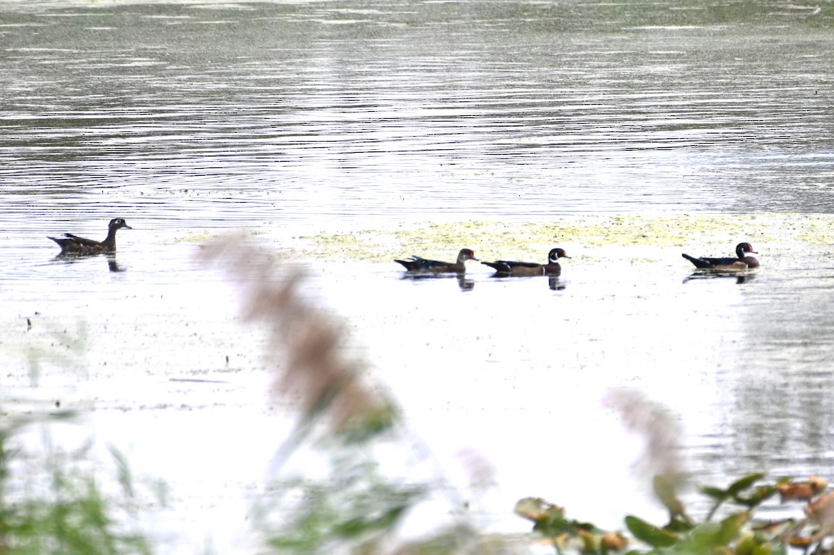 Wood Duck - ML486057511