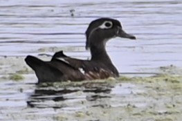 Wood Duck - ML486057521