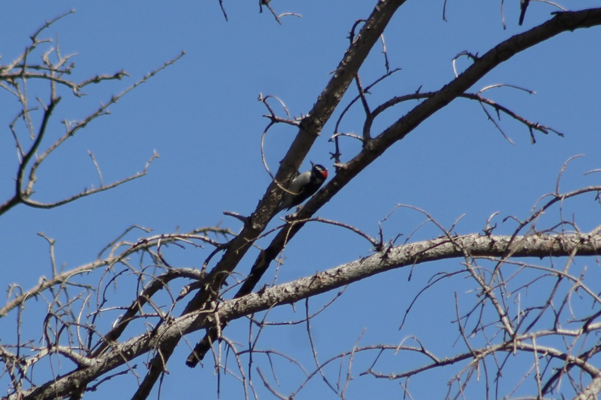 Downy Woodpecker - ML486058391