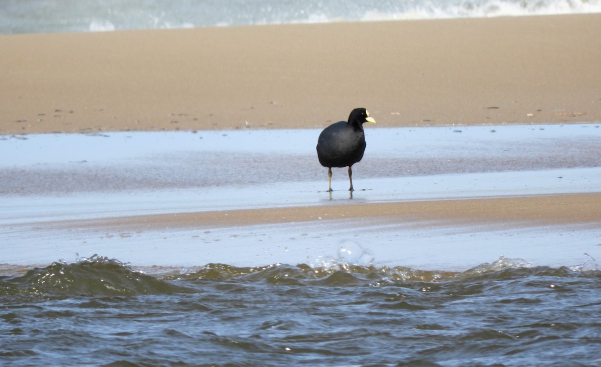 Red-gartered Coot - ML486058571