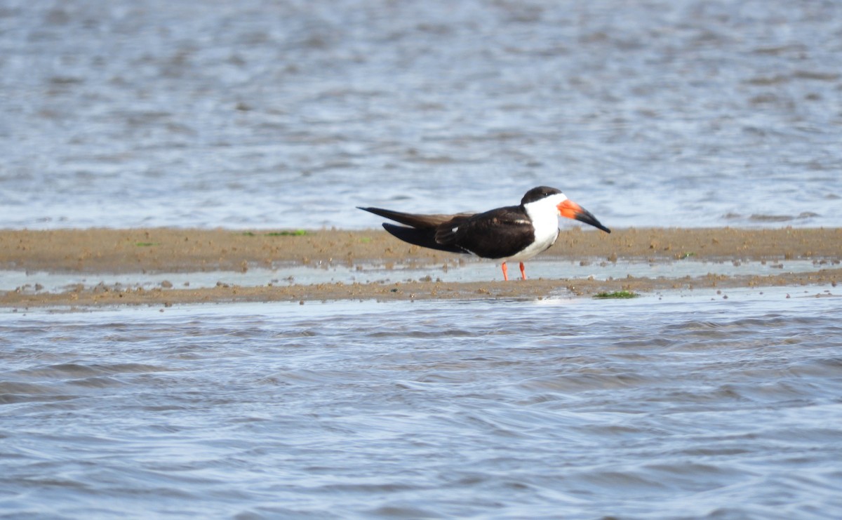 Водоріз американський - ML486058891