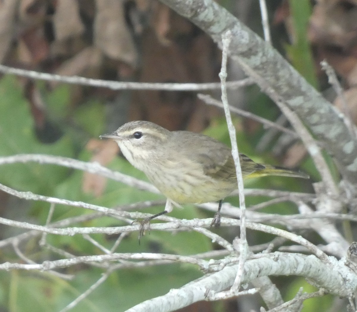 Palm Warbler - ML486058921