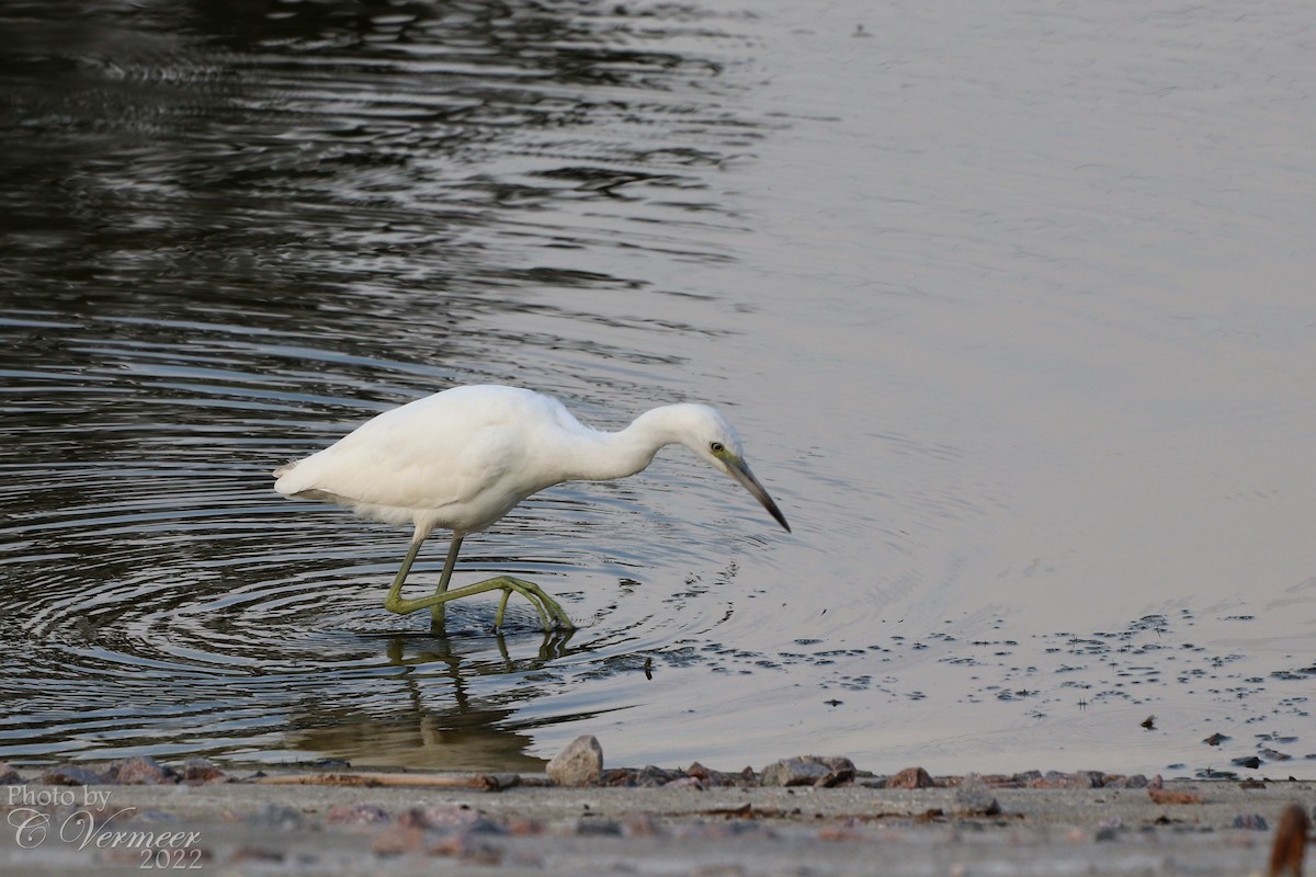 Little Blue Heron - Carol Vermeer