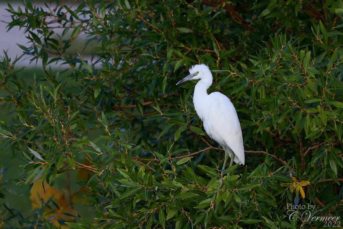 Little Blue Heron - Carol Vermeer