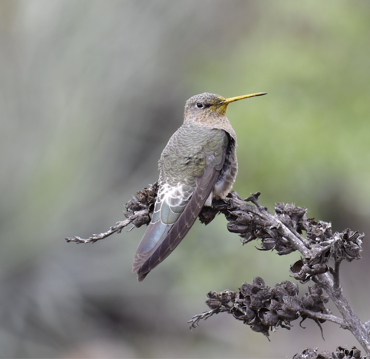 Giant Hummingbird - Cristian Pinto Fernandez