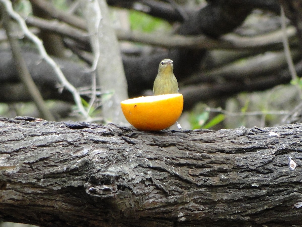Orange-crowned Warbler - ML486060241