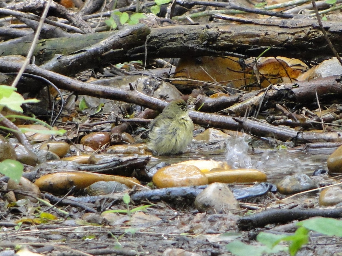 Orange-crowned Warbler - ML486060691