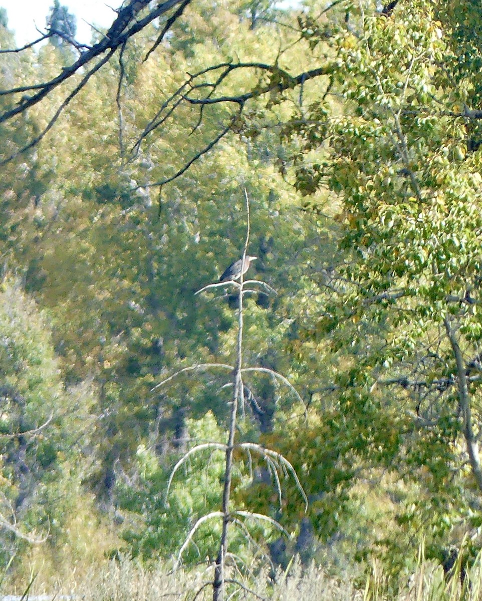 Green Heron - ML486062331