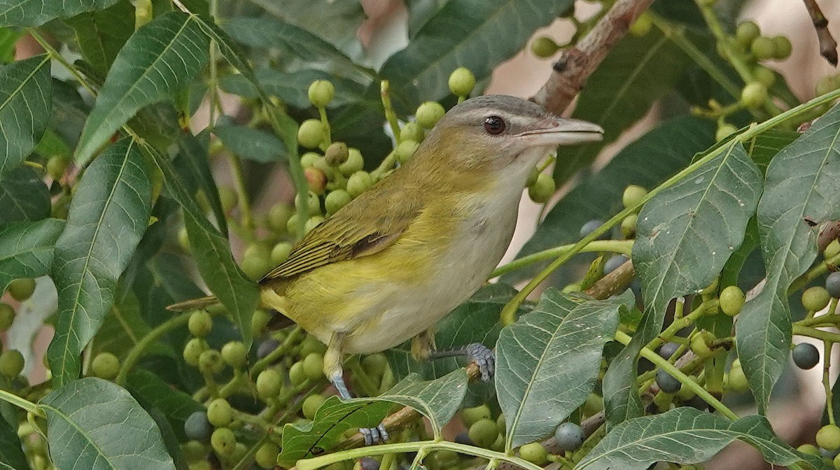 Sarı Böğürlü Vireo - ML486063121