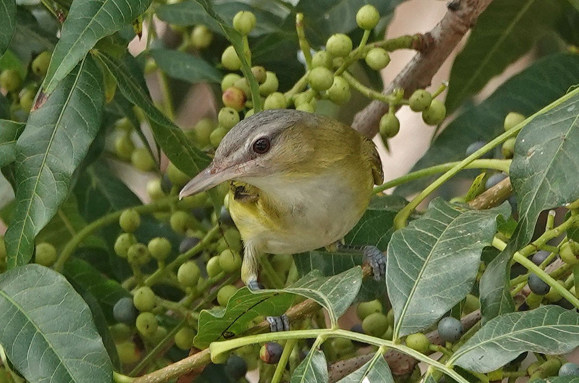 Yellow-green Vireo - ML486063131