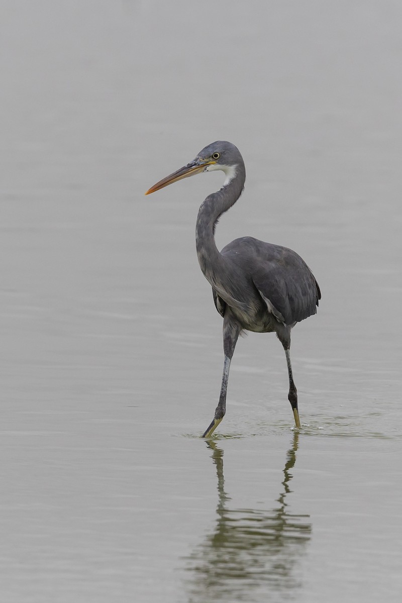 Western Reef-Heron - ML486063491