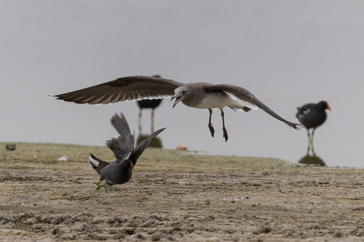 Sooty Gull - Nikos Mavris