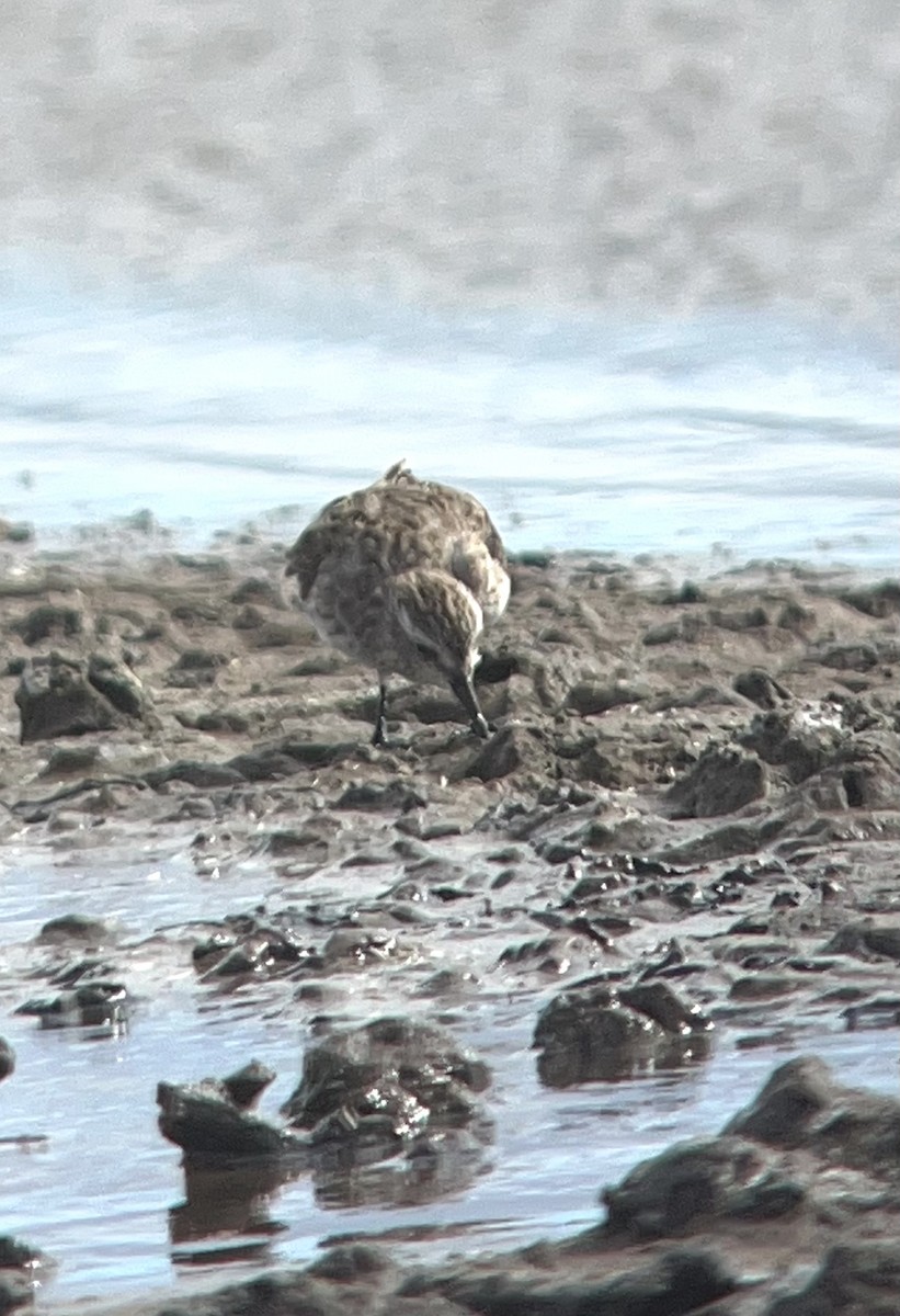 Least Sandpiper - ML486064071