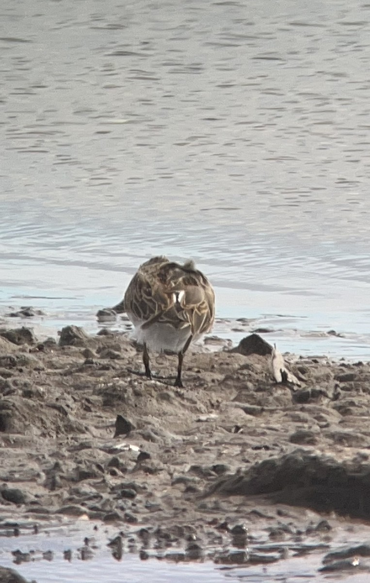 Least Sandpiper - Erik Enbody