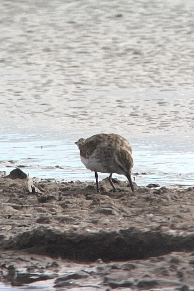 Least Sandpiper - Erik Enbody