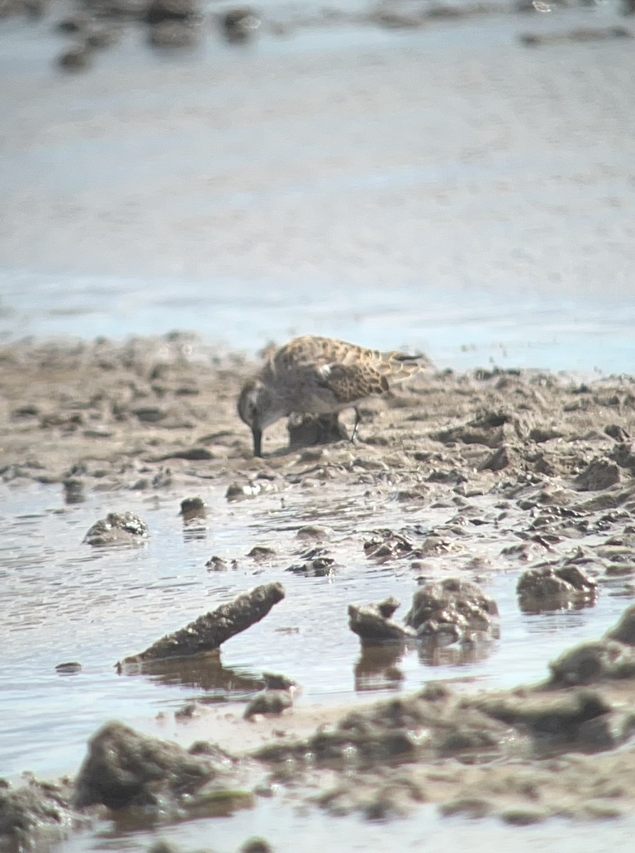 Least Sandpiper - Erik Enbody