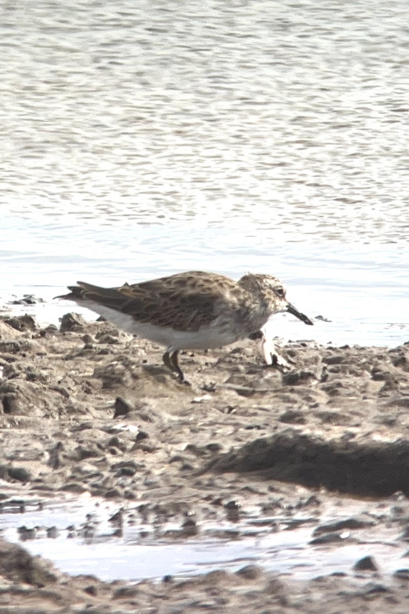 Least Sandpiper - Erik Enbody