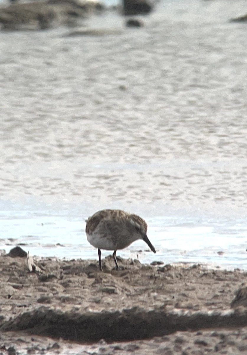 Least Sandpiper - Erik Enbody