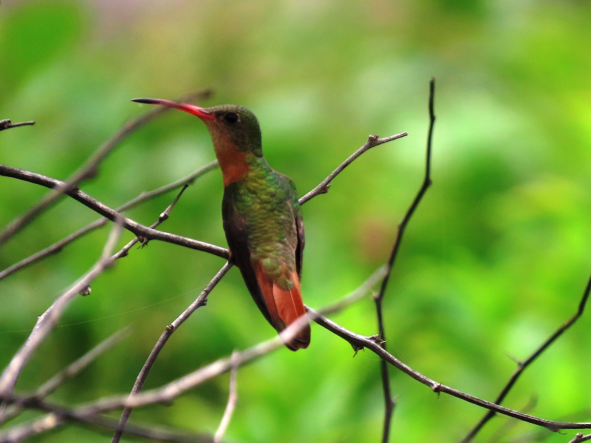 Cinnamon Hummingbird - ML486065401