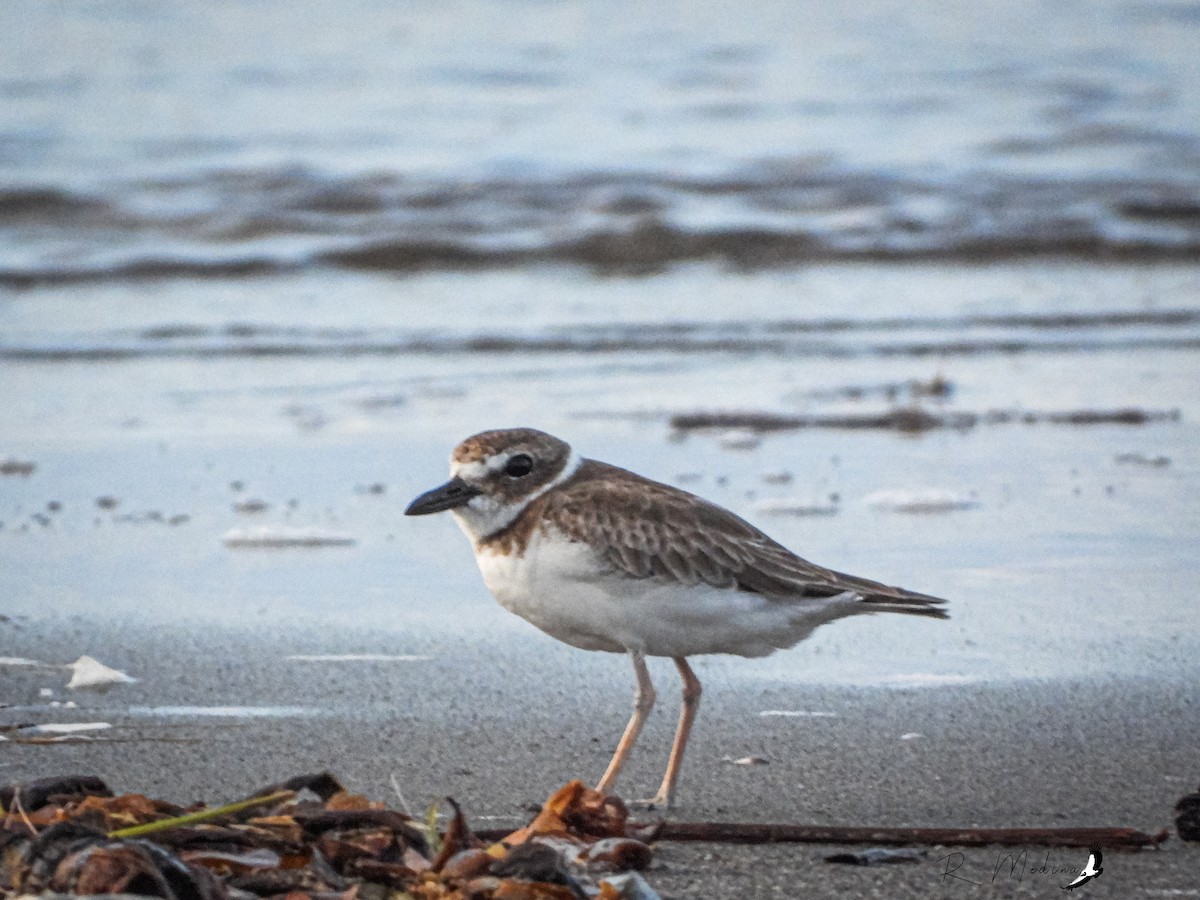 Wilson's Plover - ML486066391