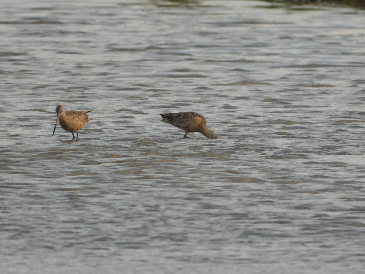 Marbled Godwit - Roberto Medina