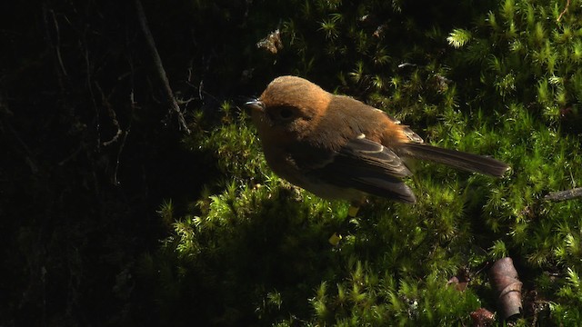 Kauai Monarkı - ML486071