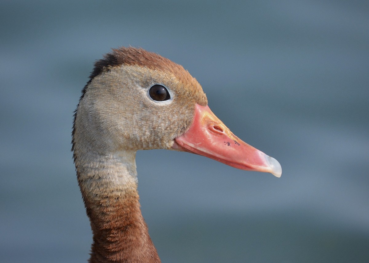 Black-bellied Whistling-Duck - Kate Derbyshire