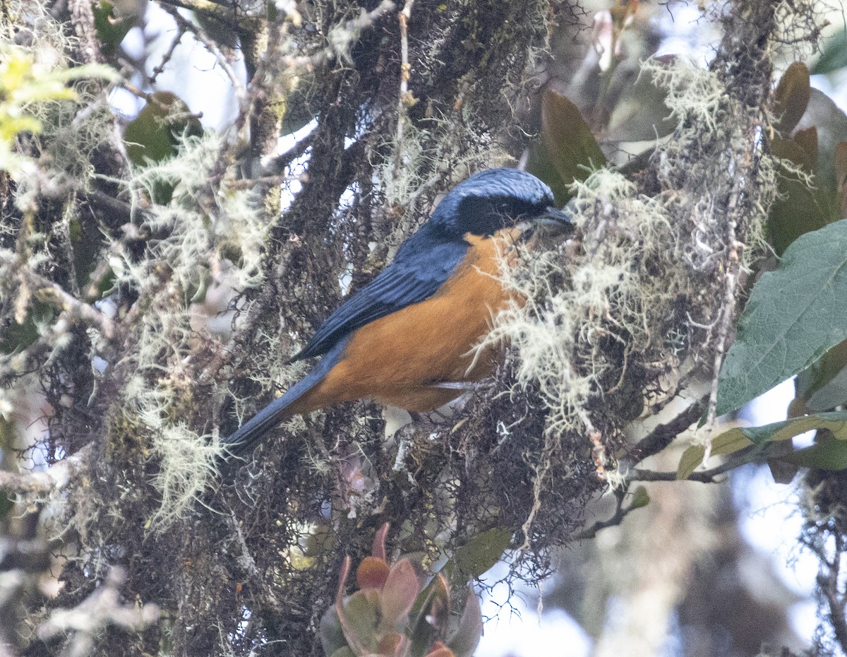 Tangara à ventre marron - ML486072101