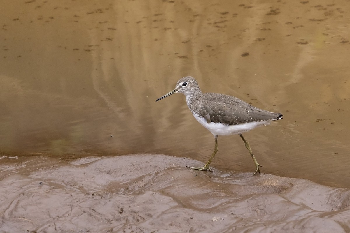 Green Sandpiper - ML486075101