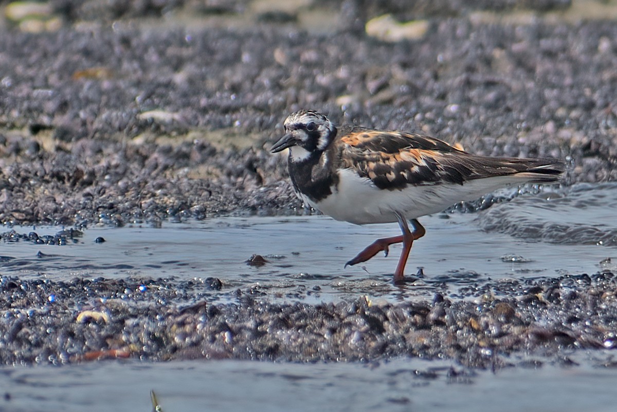 Ruddy Turnstone - ML486076071