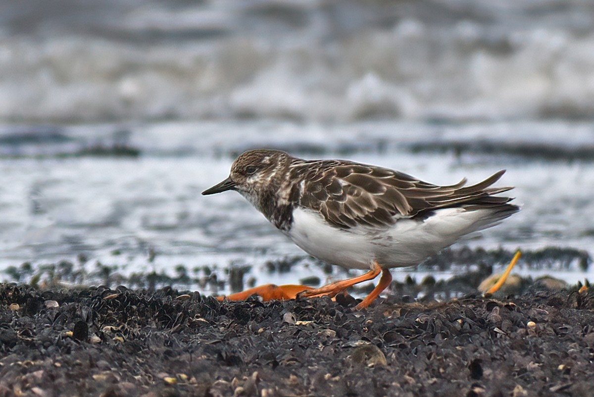 Ruddy Turnstone - ML486076081