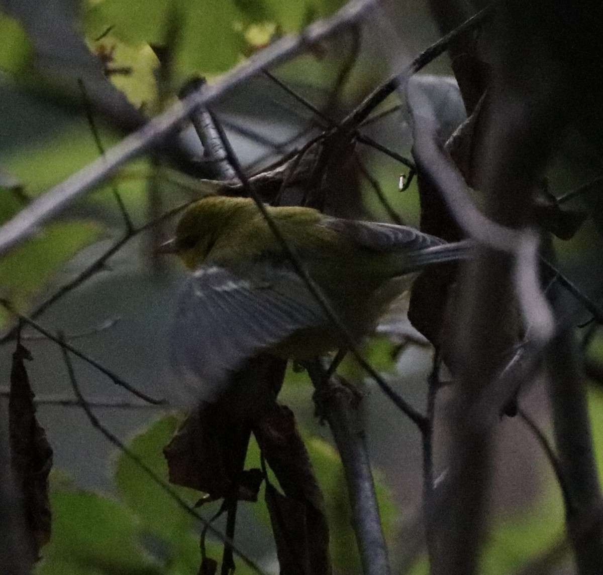 Blue-winged Warbler - ML486076341