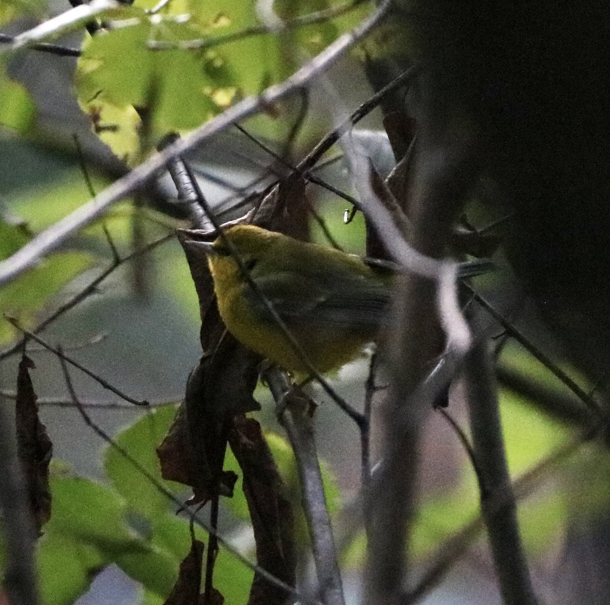 Blue-winged Warbler - ML486076361