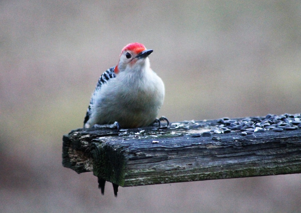 Red-bellied Woodpecker - ML48607671