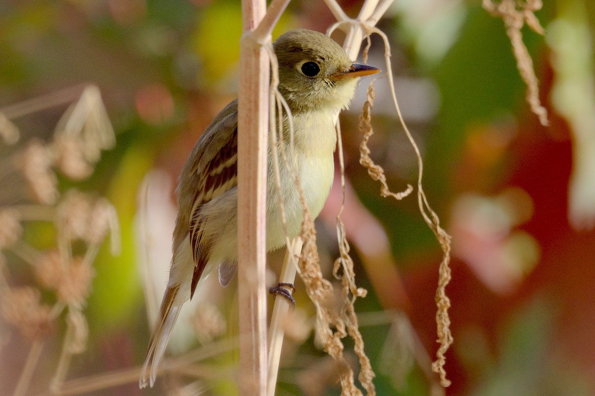 Western Flycatcher (Pacific-slope) - George Gibbs