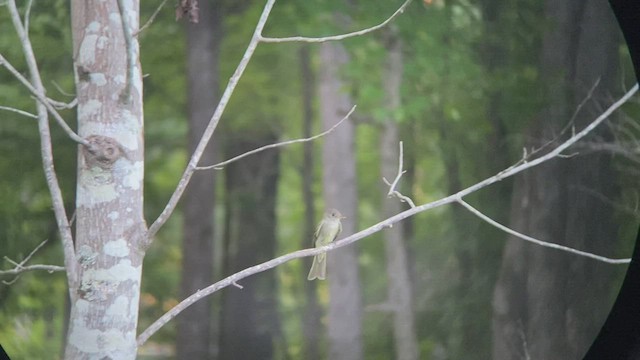 Eastern Wood-Pewee - ML486077871