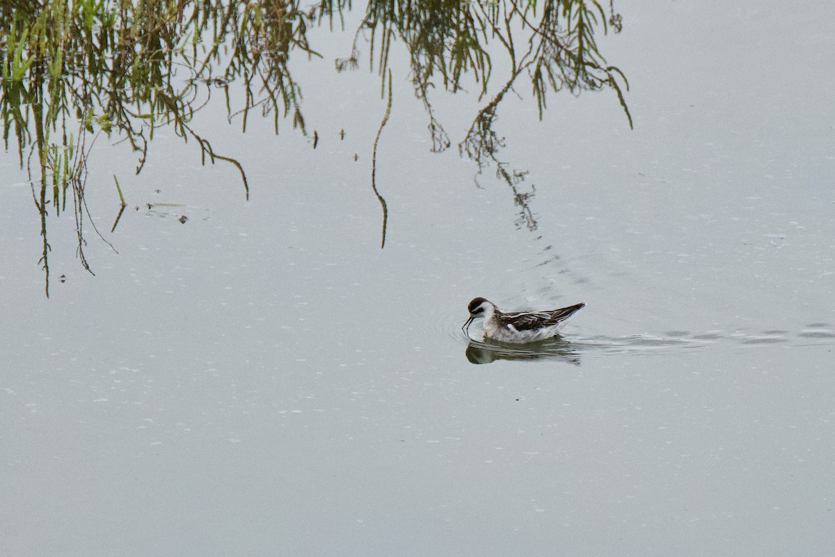 Red-necked Phalarope - ML486077961